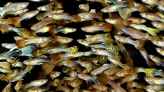 Guppy, poecilia reticulata
